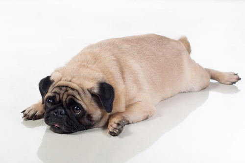 Overvægtige hunde oplever ofte ledproblemer, smerter samt dårlig trivsel 